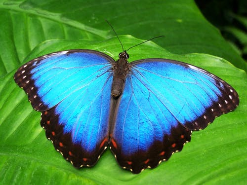 Kuranda Butterfly Sanctuary Discounts Cairns Discount Tours